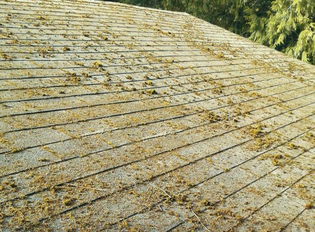 Roof-After Roof Before Softwashing